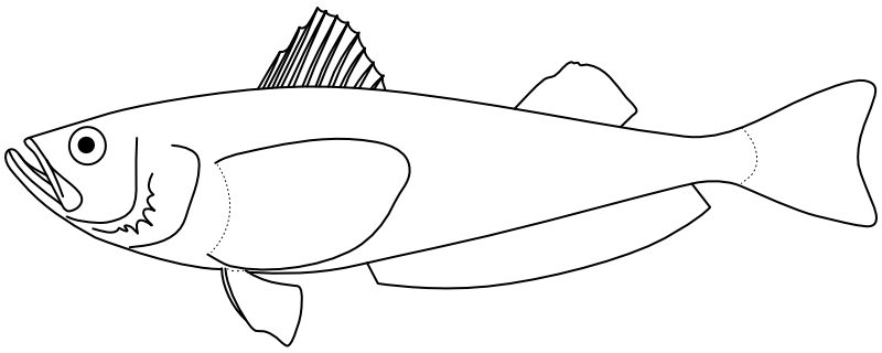 Ilustrace zástupce rodu Arctoscopus