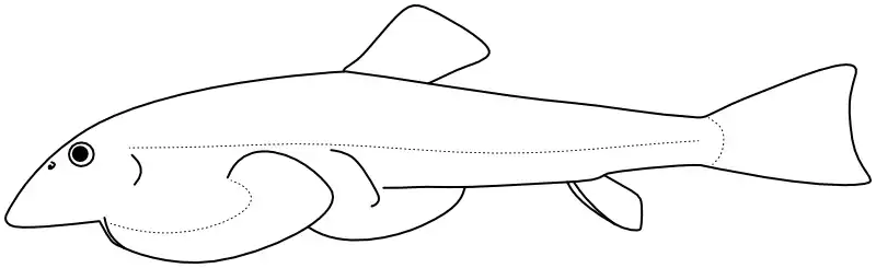 Ilustrace zástupce rodu 