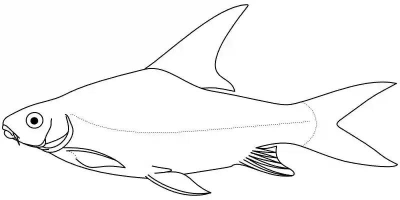 Ilustrace zástupce rodu Paraspinibarbus