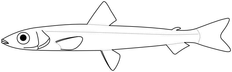 Ilustrace zástupce rodu Argentina