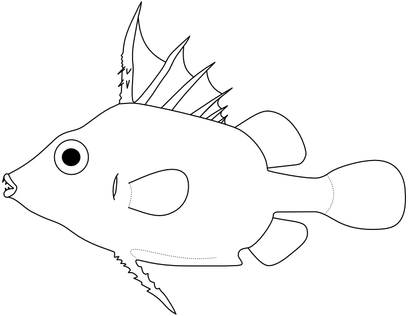 Ilustrace zástupce rodu Paratriacanthodes