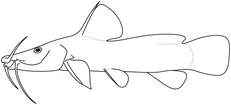Ilustrace zástupce rodu 