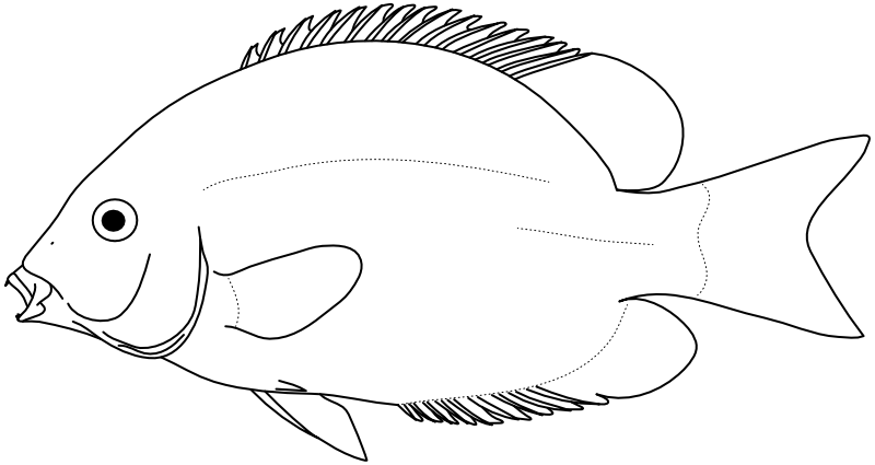 Ilustrace zástupce rodu Paretroplus