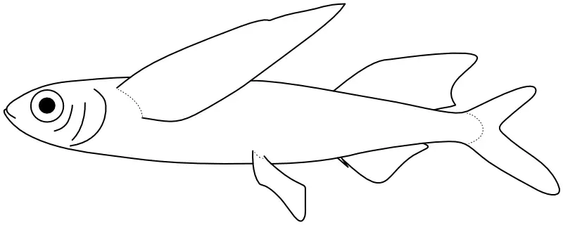 Ilustrace zástupce rodu Parexocoetus