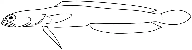 Ilustrace zástupce rodu 