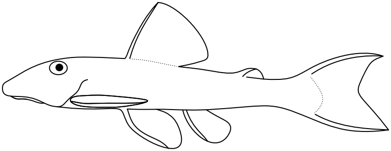 Ilustrace zástupce rodu Parotocinclus
