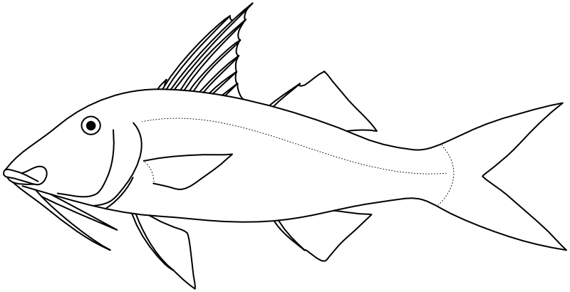 Ilustrace zástupce rodu Parupeneus