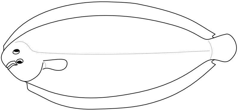 Ilustrace zástupce rodu Pegusa