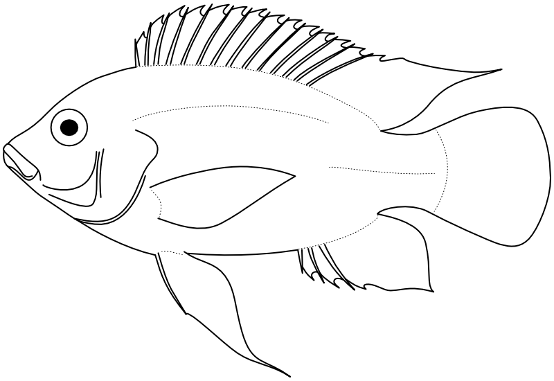 Ilustrace zástupce rodu Pelmatochromis