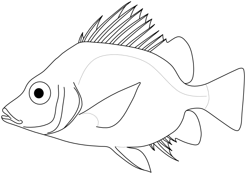 Ilustrace zástupce rodu Pentaceros