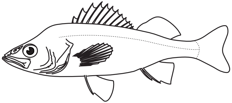 Ilustrace zástupce rodu Perca