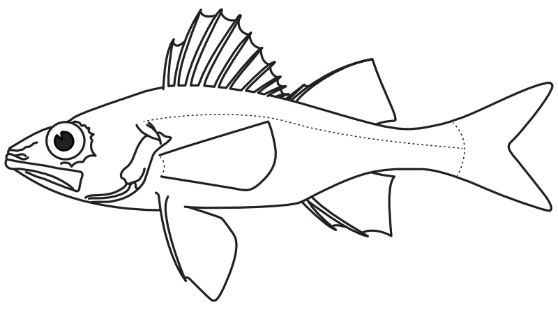 Ilustrace zástupce rodu Percarina