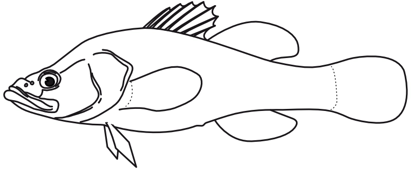 Ilustrace zástupce rodu Perccottus