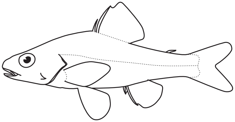 Ilustrace zástupce rodu Percopsis