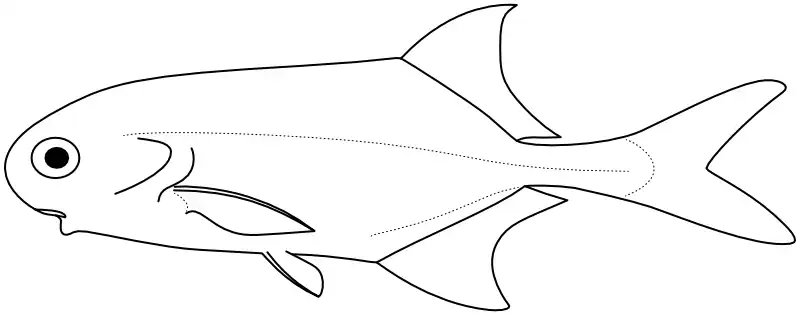Ilustrace zástupce rodu Petrocephalus