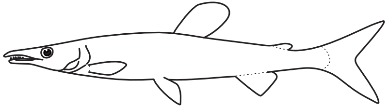 Ilustrace zástupce rodu Phago