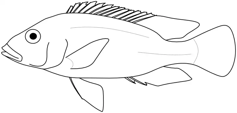 Ilustrace zástupce rodu Pharyngochromis