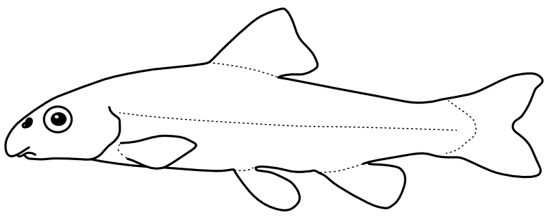 Ilustrace zástupce rodu Phenacobius