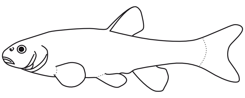 Ilustrace zástupce rodu Phoxinus