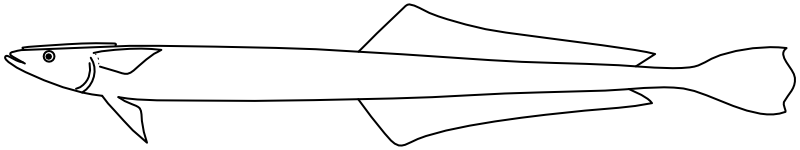 Ilustrace zástupce rodu Phtheirichthys