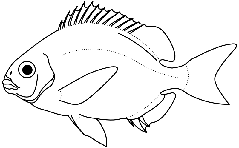 Ilustrace zástupce rodu Archosargus