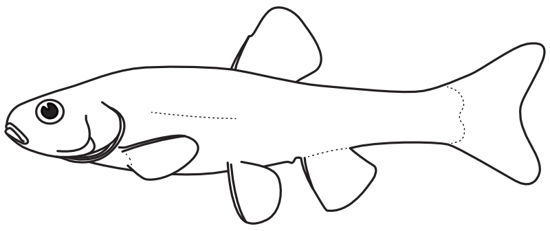 Ilustrace zástupce rodu Pimephales