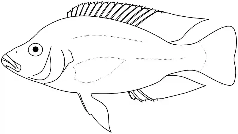 Ilustrace zástupce rodu Placidochromis