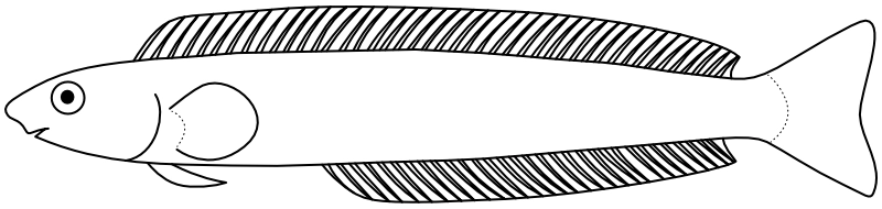 Ilustrace zástupce rodu Plagiotremus