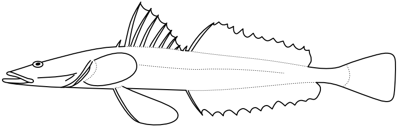 Ilustrace zástupce rodu Platycephalus