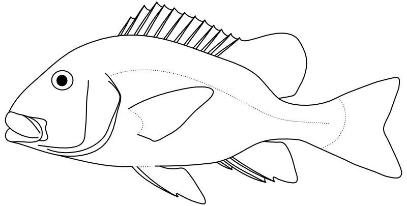 Ilustrace zástupce rodu Plectorhinchus