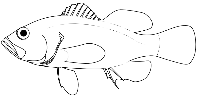 Ilustrace zástupce rodu Plectranthias