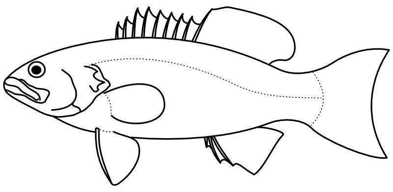 Ilustrace zástupce rodu Plectropomus