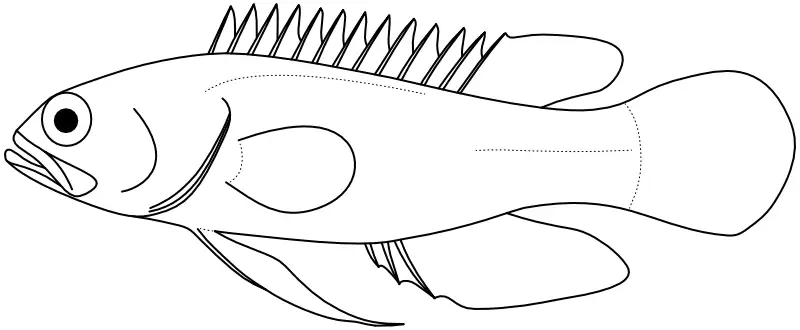 Ilustrace zástupce rodu Plesiops