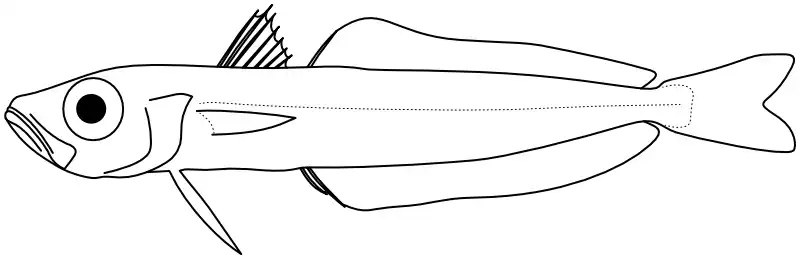 Ilustrace zástupce rodu Ilustrace zástupce rodu