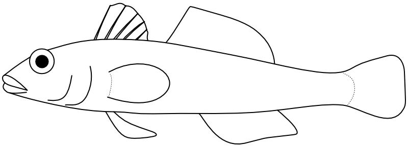 Ilustrace zástupce rodu Pleurosicya