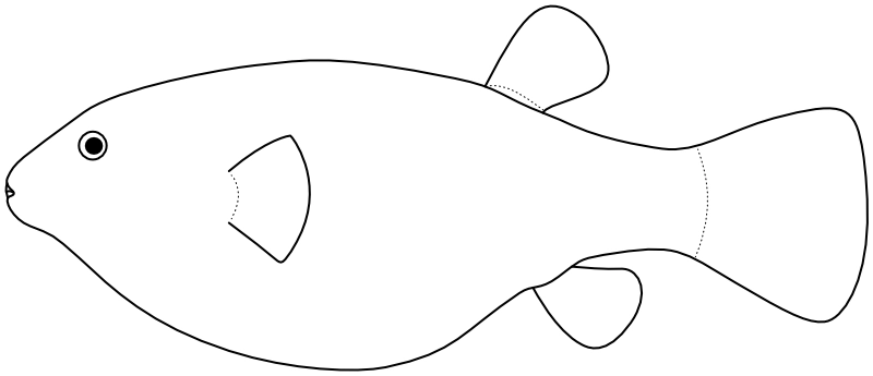 Ilustrace zástupce rodu Arothron