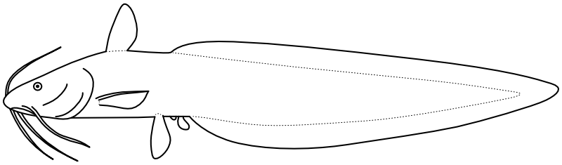 Ilustrace zástupce rodu Plotosus