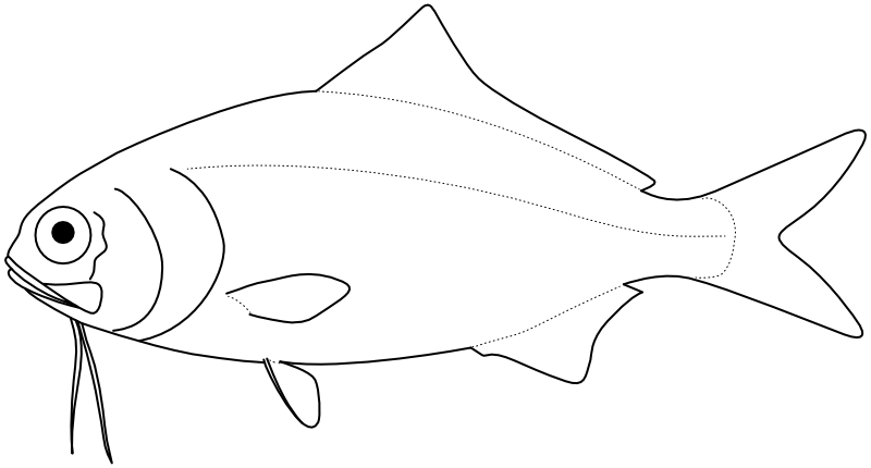 Ilustrace zástupce rodu Polymixia