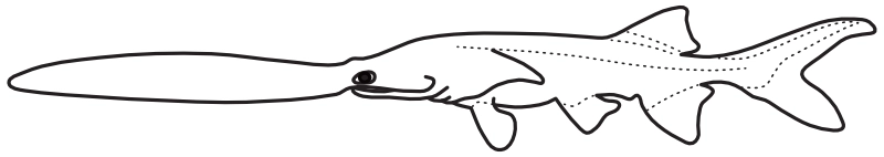 Ilustrace zástupce rodu Polyodon