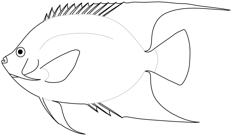 Ilustrace zástupce rodu Pomacanthus