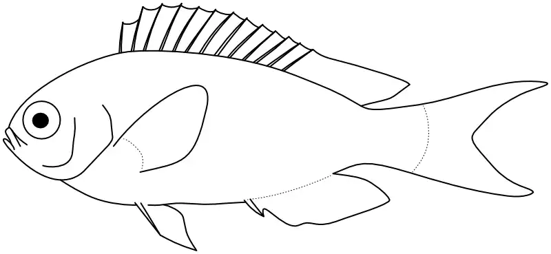 Ilustrace zástupce rodu Pomachromis Ilustrace zástupce rodu Pomachromis
