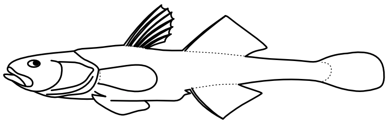 Ilustrace zástupce rodu Pomatoschistus