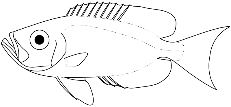 Ilustrace zástupce rodu Priacanthus