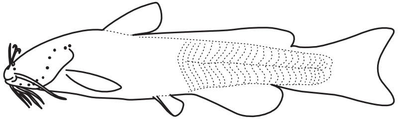 Ilustrace zástupce rodu Prietella