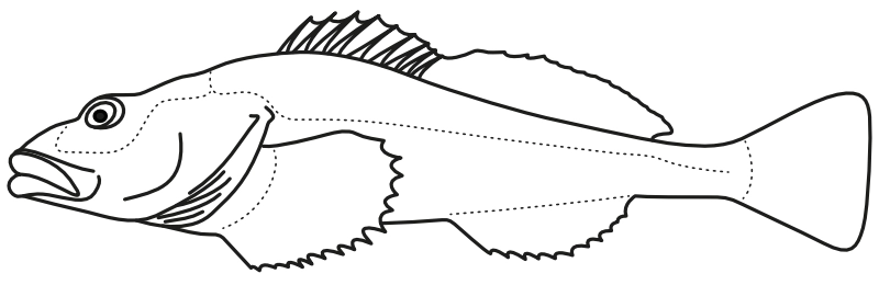 Ilustrace zástupce rodu Procottus