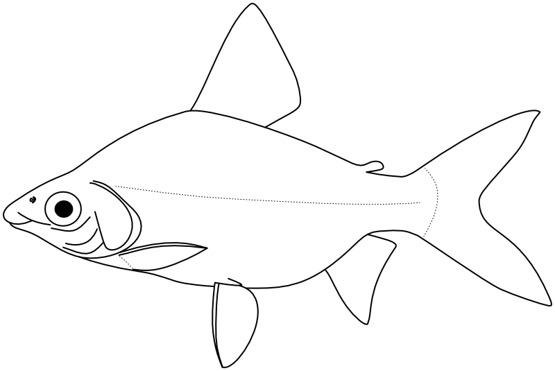 Ilustrace zástupce rodu Prochilodus