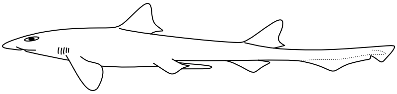 Ilustrace zástupce rodu Proscyllium