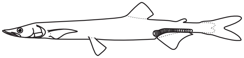 Ilustrace zástupce rodu Protosalanx