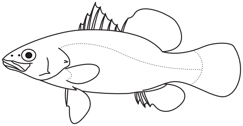 Ilustrace zástupce rodu Psammoperca