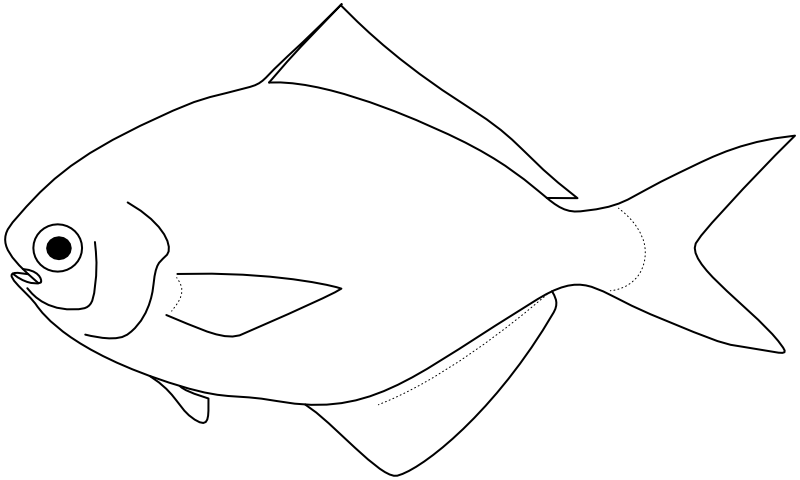 Ilustrace zástupce rodu Psenopsis